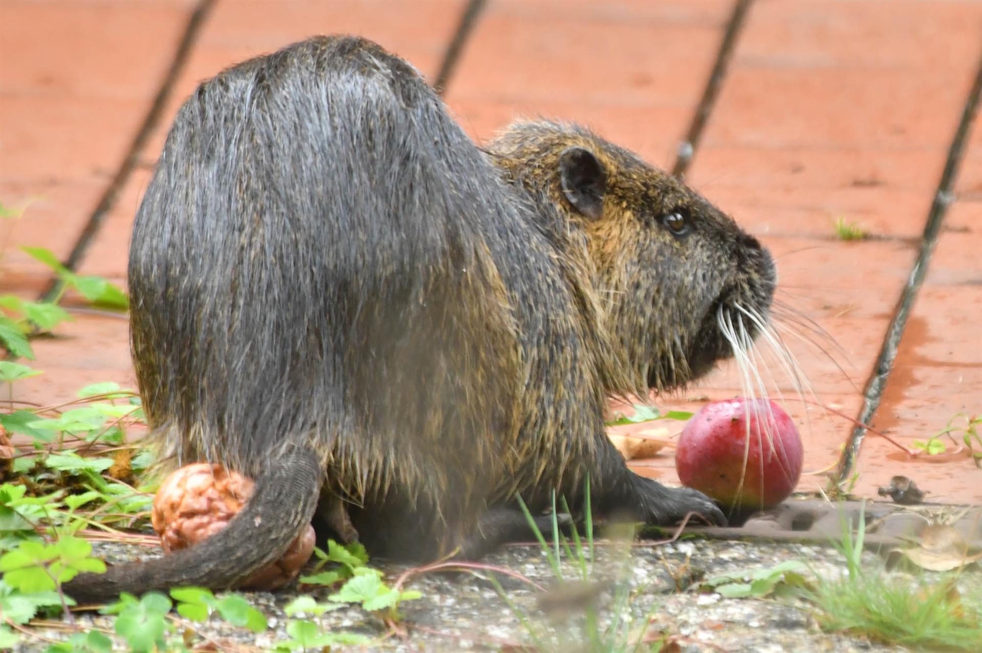 Tierischer Besuch im KGV Carolinenglück: Nutria „Norbert“