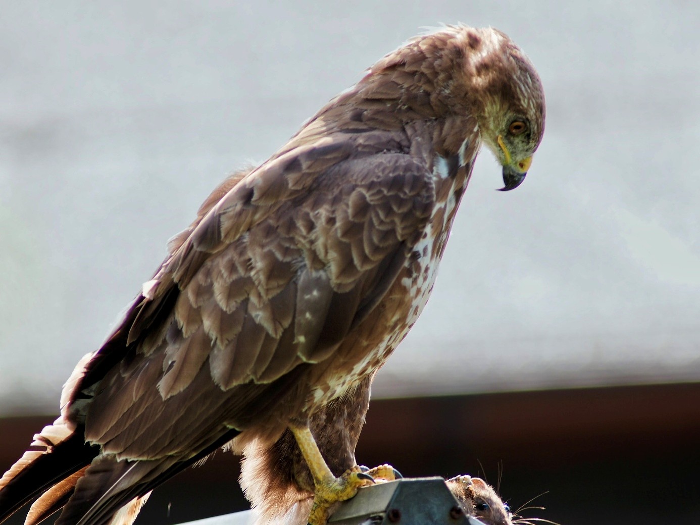 🦅Majestätischer Besuch im KGV Höntrop: Mäusebussard „Aurel“ begeistert Gartenfreunde