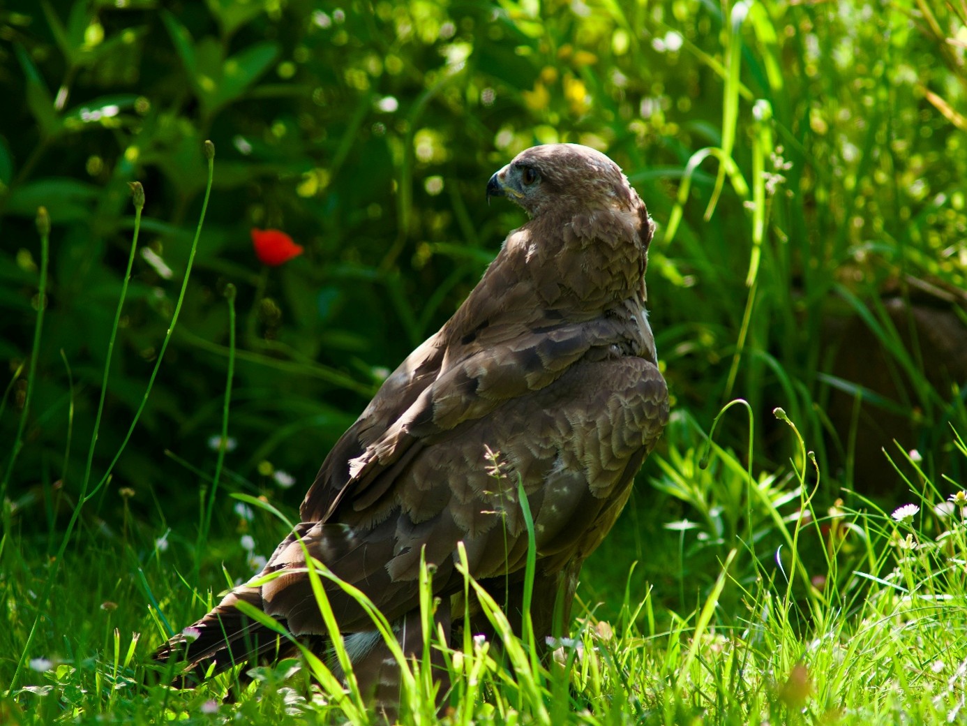 🦅Majestätischer Besuch im KGV Höntrop: Mäusebussard „Aurel“ begeistert Gartenfreunde