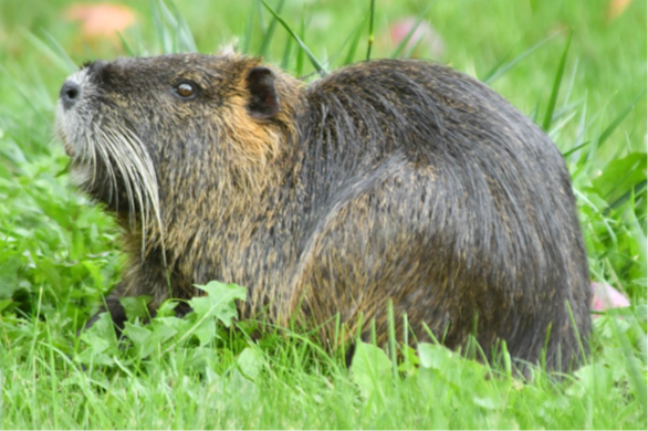 Tierischer Besuch im KGV Carolinenglück: Nutria „Norbert“